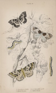 Крапчатка и пяденицы (Goosberry Moth 2&2. Caterpiller of Do. 3. Mottled Beauty 4. Clifden Beauty (англ.)) (лист 28 тома XL "Библиотеки натуралиста" Вильяма Жардина, изданного в Эдинбурге в 1843 году)