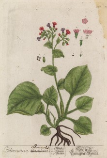 Медуница лекарственная (Pulmonaria officinalis (лат.)) из семейства бурачниковые. С древности медуница использовалась для лечения лёгочных заболеваний (лист 376 "Гербария" Элизабет Блеквелл, изданного в Нюрнберге в 1757 году)