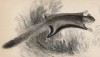 Австралийская сумчатая малая летяга (сахарный поссум) (Petaurus breviceps (лат.)) (лист 29 тома VIII "Библиотеки натуралиста" Вильяма Жардина, изданного в Эдинбурге в 1841 году)