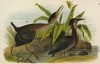 Кваквы зелёные американские (Ardea virescens) (лист 55 известной работы Бенджамина Уоррена "Птицы Пенсильвании", иллюстрированной по мотивам оригиналов Джона Одюбона. США. 1890 год)