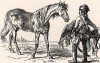Гусар, приготовившийся седлать коня. Иллюстрация к инструкции Фридриха II о порядке функционирования гусарских частей. Треть гусар должна быть в дозоре, треть – в лагере под ружьем, ещё треть гусар отдыхает, расседлав лошадей.