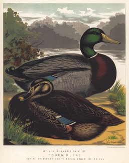 Руанские утки. The Illustrated Book of Poultry... Лондон, 1880