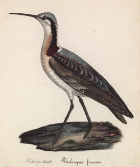 Плавунчик (лист из альбома литографий "Галерея птиц... королевского сада", изданного в Париже в 1825 году)