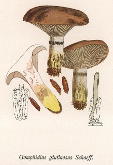 Мокруха еловая, Comphidius glutionosus Schaeff. (лат.). Хороший съедобный гриб. Дж.Бресадола, Funghi mangerecci e velenosi, т.II, л.146. Тренто, 1933