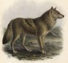 Волк обыкновенный индийский (лист IV иллюстраций к известной работе Джорджа Миварта "Семейство волчьих". Лондон. 1890 год)