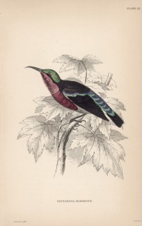 Нектарница фон Хассельта (Nectarinia Hasseltii (лат.)) (лист 22 тома XVI "Библиотеки натуралиста" Вильяма Жардина, изданного в Эдинбурге в 1843 году)
