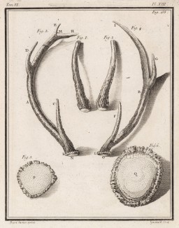 Рога и их устройство (лист XIII иллюстраций к шестому тому знаменитой "Естественной истории" графа де Бюффона, изданному в Париже в 1756 году)