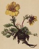 Гравилат ползучий (Geum reptans (лат.)) (из Atlas der Alpenflora. Дрезден. 1897 год. Том III. Лист 228)