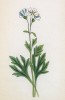 Камнеломка каменная (Saxifraga petraea (лат.)) (лист 184 известной работы Йозефа Карла Вебера "Растения Альп", изданной в Мюнхене в 1872 году)