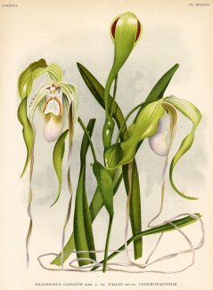 Орхидея SELENIPEDIUM CAUDATUM (лат.) (лист DXXXVII Lindenia Iconographie des Orchidées - обширнейшей в истории иконографии орхидей. Брюссель, 1896)