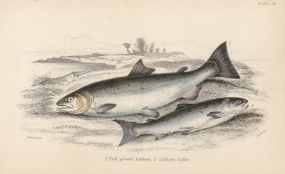 1. Лосось в расцвете лет 2. Годовалый лосось (1. Full grown Salmon 2. Salmon Gilse (англ.)) (лист 32 XXXII тома "Библиотеки натуралиста" Вильяма Жардина, изданного в Эдинбурге в 1843 году)