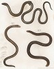 Два безобидных сцинка и бразильская змея Typhlops nasutus (лат.) (внизу справа) (из Naturgeschichte der Amphibien in ihren Sämmtlichen hauptformen. Вена. 1864 год)