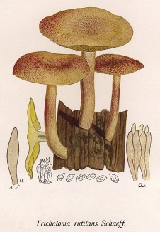 Рядовка жёлто-красная или краснеющая, Tricholoma rutilans Schaeff. (лат.), она же ложнорядовка жёлто-красная, опёнок жёлто-красный или красный, опёнок сосновый. Съедобный, но невкусный гриб. Funghi mangerecci e velenosi velenosi. Т.I, л.31. Тренто, 1933