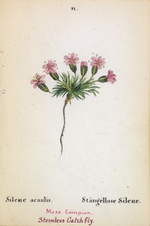 Смолёвка бесстебельная (Silene acaulis (лат.)) (лист 91 известной работы Йозефа Карла Вебера "Растения Альп", изданной в Мюнхене в 1872 году)