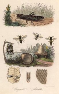 Кузнечик, пчёлы и соты (иллюстрация к работе Ахилла Конта Musée d'histoire naturelle, изданной в Париже в 1854 году)
