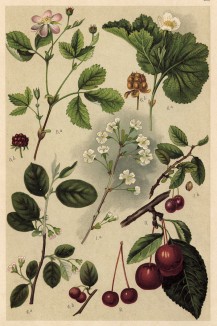 Степная вишня (Prunus Chamaecerasus); яблоня из Сибири (Pirus baccata); кизильник обыкновенный; княженика или мамура или малина арктическая; морошка