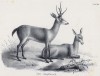 Пара благородных оленей (лист 60 первого тома работы профессора Шинца Naturgeschichte und Abbildungen der Menschen und Säugethiere..., вышедшей в Цюрихе в 1840 году)