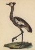 Красавка, или антропоид королевский (молодой) (лист из альбома литографий "Галерея птиц... королевского сада", изданного в Париже в 1825 году)