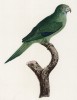 Серощёкий тонкоклювый попугай (лист 67 иллюстраций к первому тому Histoire naturelle des perroquets Франсуа Левальяна. Изображения попугаев из этой работы считаются одними из красивейших в истории. Париж. 1801 год)
