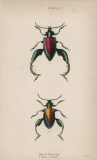 Пара жуков-листоедов (Sagra Buquetii 1. male 2. female (лат.)) (лист 27 XXXV тома "Библиотеки натуралиста" Вильяма Жардина, изданного в Эдинбурге в 1843 году)