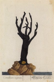 Чёрные, или "королевские кораллы" (Corallum nigrum (лат.)), живущие в тропических морях (лист 344 "Гербария" Элизабет Блеквелл, изданного в Нюрнберге в 1757 году)