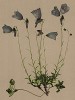 Колокольчик маленький, или ложечницелистный (Campanula pusilla (лат.)) (из Atlas der Alpenflora. Дрезден. 1897 год. Том V. Лист 423)