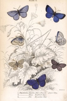 Прекрасные бабочки голубянки: 1.Polyommatus Argiolus, Male; 2.Polyommatus Argiolus, Female; 3.Polyommatus Alsus; Polyommatus Acis (лат.). Вильям Жардин, "Библиотека натуралиста". Эдинбург, 1840