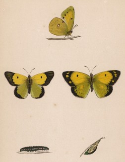 Бабочка желтушка луговая (лат. Papilio Hyale), её гусеница и куколка. History of British Butterflies Френсиса Морриса. Лондон, 1870, л.4