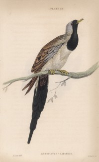 Капская горлица (Columba capensis (лат.)) (лист 20 тома XIX "Библиотеки натуралиста" Вильяма Жардина, изданного в Эдинбурге в 1843 году)