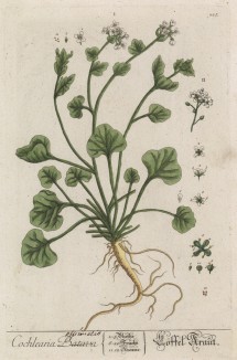 Ложечница обыкновенная (Cochlearia officinalis (лат.)) (лист 227 "Гербария" Элизабет Блеквелл, изданного в Нюрнберге в 1757 году)