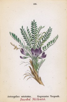 Астрагал остистый (Astragalus aristatus (лат.)) (лист 128 известной работы Йозефа Карла Вебера "Растения Альп", изданной в Мюнхене в 1872 году)