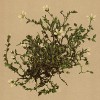 Песчанка реснитчатая (Arenaria ciliata (лат.)) (из Atlas der Alpenflora. Дрезден. 1897 год. Том II. Лист 108)