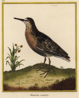 Исландский песочник (из Table des Planches Enluminées d'Histoire Naturelle de M. D'Aubenton (фр.). Утрехт. 1783 год (лист 365))