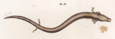 Протей Hypochthon Laurentii (лат.) (из Naturgeschichte der Amphibien in ihren Sämmtlichen hauptformen. Вена. 1864 год)