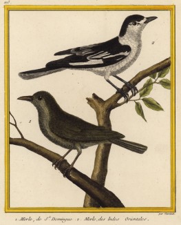 Дрозды из Южной Индии (из Table des Planches Enluminées d'Histoire Naturelle de M. D'Aubenton (фр.). Утрехт. 1783 год (лист 273))