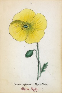 Мак альпийский (Papaver alpinum (лат.)) (лист 41 известной работы Йозефа Карла Вебера "Растения Альп", изданной в Мюнхене в 1872 году)