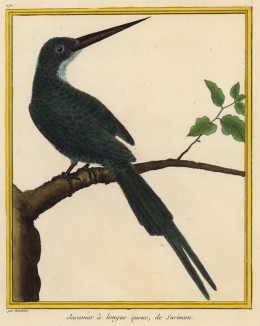 Птица Jacamar (фр.) из Суринама (из Table des Planches Enluminées d'Histoire Naturelle de M. D'Aubenton (фр.). Утрехт. 1783 год (лист 271))