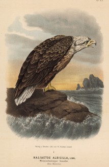 Орлан-белохвост в 1/4 натуральной величины (лист XLII красивой работы Оскара фон Ризенталя "Хищные птицы Германии...", изданной в Касселе в 1894 году)