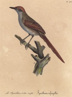 Крапивник розовоголовый (лист из альбома литографий "Галерея птиц... королевского сада", изданного в Париже в 1825 году)
