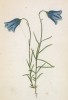 Колокольчик вырезной (Campanula excisa (лат.)) (лист 255 известной работы Йозефа Карла Вебера "Растения Альп", изданной в Мюнхене в 1872 году)
