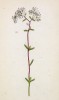 Седум (очиток белый) (Sedum album (лат.)) (лист 154 известной работы Йозефа Карла Вебера "Растения Альп", изданной в Мюнхене в 1872 году)