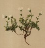 Ясколка даурская (Cerastium uniflorum (лат.)) (из Atlas der Alpenflora. Дрезден. 1897 год. Том I. Лист 99)