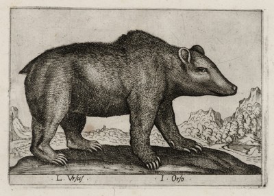 Медведь (лист из альбома Nova raccolta de li animali piu curiosi del mondo disegnati et intagliati da Antonio Tempesta... Рим. 1651 год)