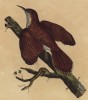 Пищуха коричневая (лист из альбома литографий "Галерея птиц... королевского сада", изданного в Париже в 1825 году)