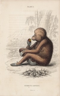 Красный орангутанг (Pithecus Satyrus (лат.)) (лист 2 тома II "Библиотеки натуралиста" Вильяма Жардина, изданного в Эдинбурге в 1833 году)