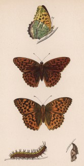 Бабочка перламутровка большая лесная (лат. Papilio Paphia), её гусеница и куколка. History of British Butterflies Френсиса Морриса. Лондон, 1870, л.53
