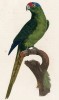 Краснолобый попугайчик (лист 40 иллюстраций к первому тому Histoire naturelle des perroquets Франсуа Левальяна. Изображения попугаев из этой работы считаются одними из красивейших в истории. Париж. 1801 год)