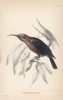 Нектарница Nectarinia fulginosa (лат.) (лист 14 тома XVI "Библиотеки натуралиста" Вильяма Жардина, изданного в Эдинбурге в 1843 году)