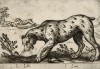 Рысь (i lince (ит.)) (лист из альбома Nova raccolta de li animali piu curiosi del mondo disegnati et intagliati da Antonio Tempesta... Рим. 1651 год)