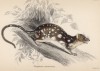 Кволла, или сумчатая куница (Dasyurus macrourus (лат.)) (лист 6 тома VIII "Библиотеки натуралиста" Вильяма Жардина, изданного в Эдинбурге в 1841 году)